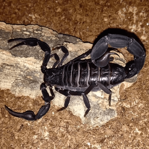 Teruelius grandidieri – Madagascan Black Scorpion | Rare Madagascar Species | Live Arrival Guarantee