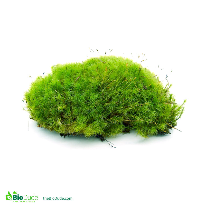 The Bio Dude | Live Pillow Moss for Bioactive Terrariums | Green, lush moss | DS