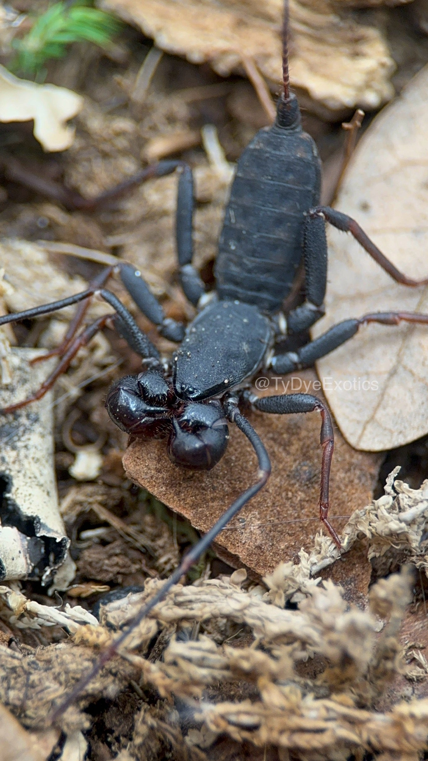 Thelyphonus sp Thailand – Thai Vinegaroon | Unique Whip Scorpion | Live Arrival Guarantee