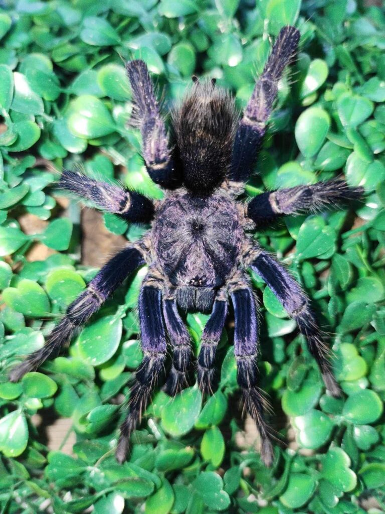 Theraphosidae sp Azul – Azul Tarantula | Rare Undescribed Species | Live Arrival Guarantee