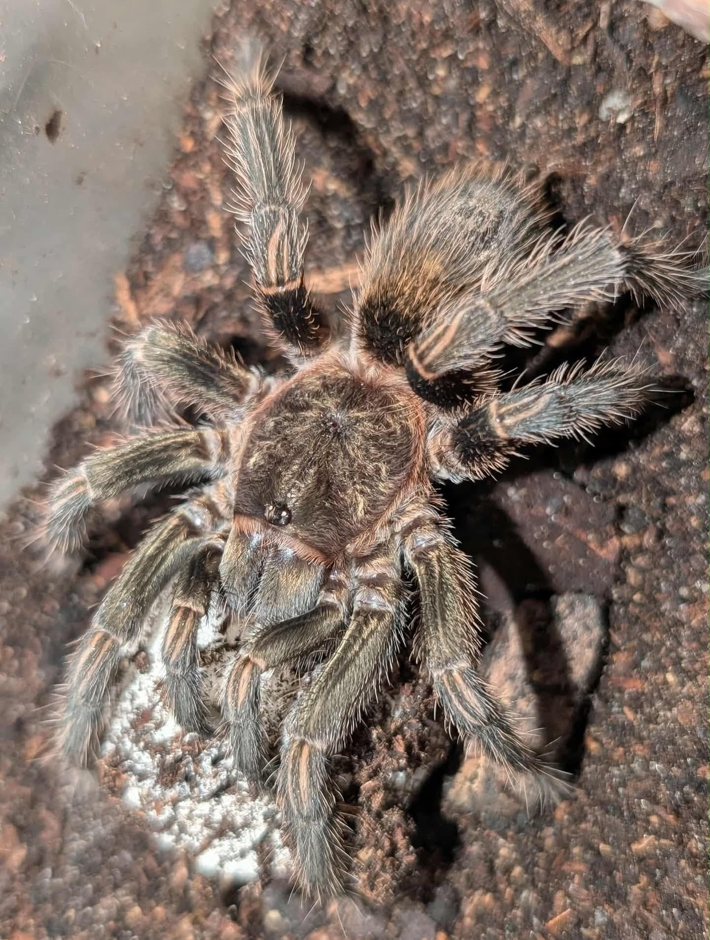 Thrixopelma sp Cajamarca – Cajamarca Orange Tarantula | Rare Peruvian Species | Live Arrival Guarantee