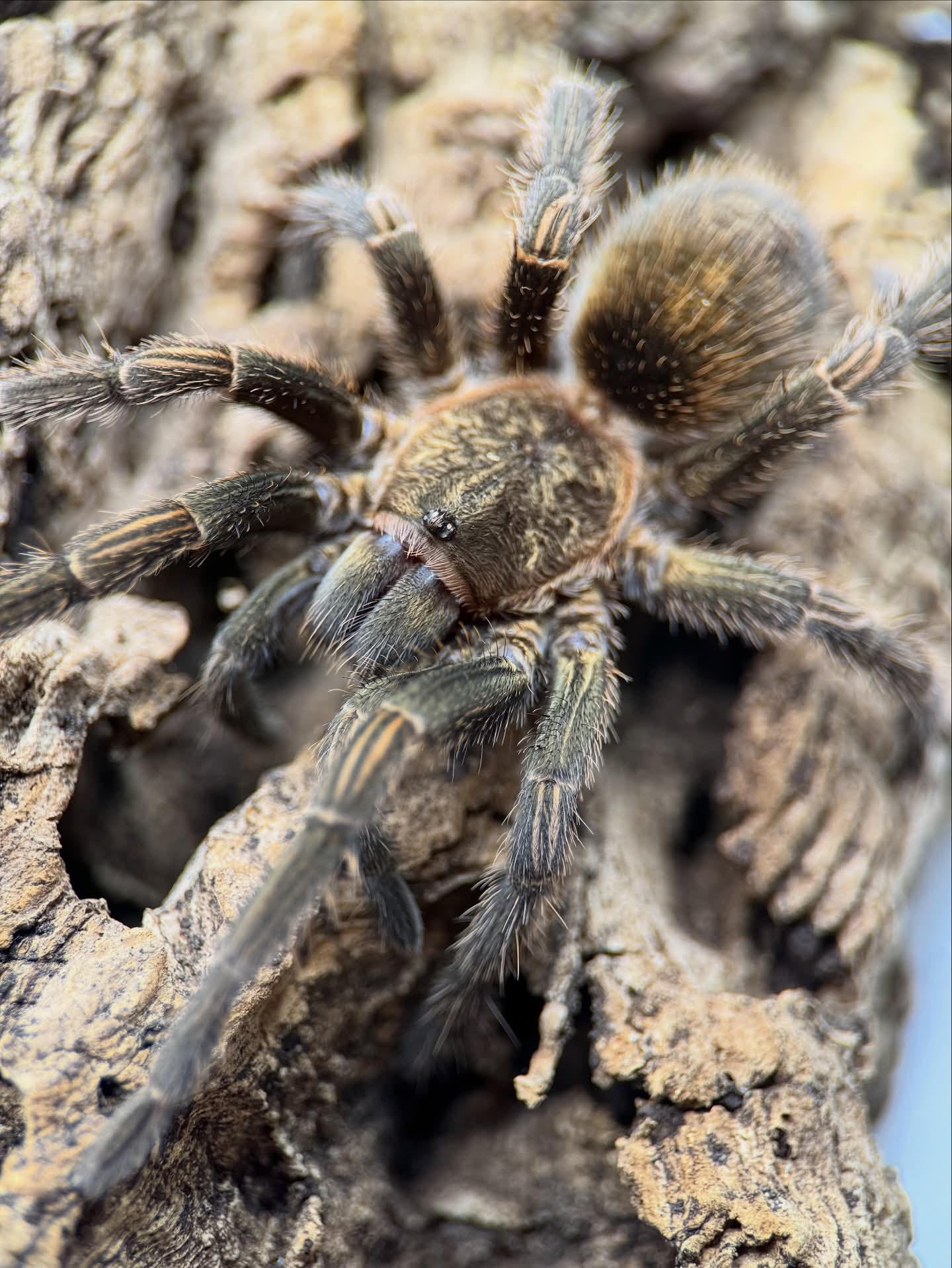 Thrixopelma sp Cajamarca – Cajamarca Orange Tarantula | Rare Peruvian Species | Live Arrival Guarantee