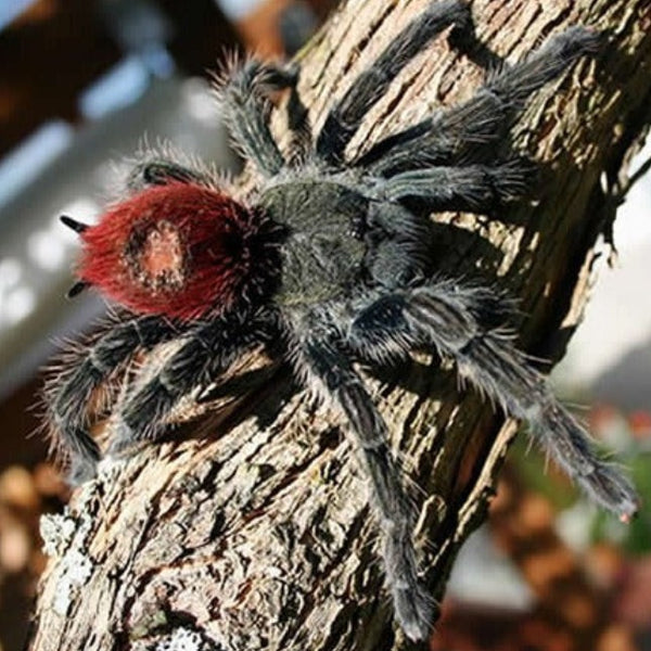 Peruvian Flame Rump Tarantula for Sale – Thrixopelma ockerti