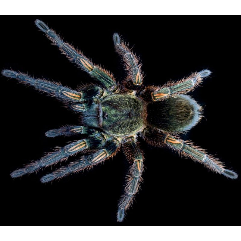 Ewok pruriens – Peruvian Green Velvet Tarantula | Emerald Desert Jewel | Live Arrival Guarantee
