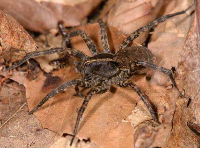 Tigrosa georgicola – Georgia Black Wolf Spider | Bold Native Wolf Spider | Live Arrival Guarantee