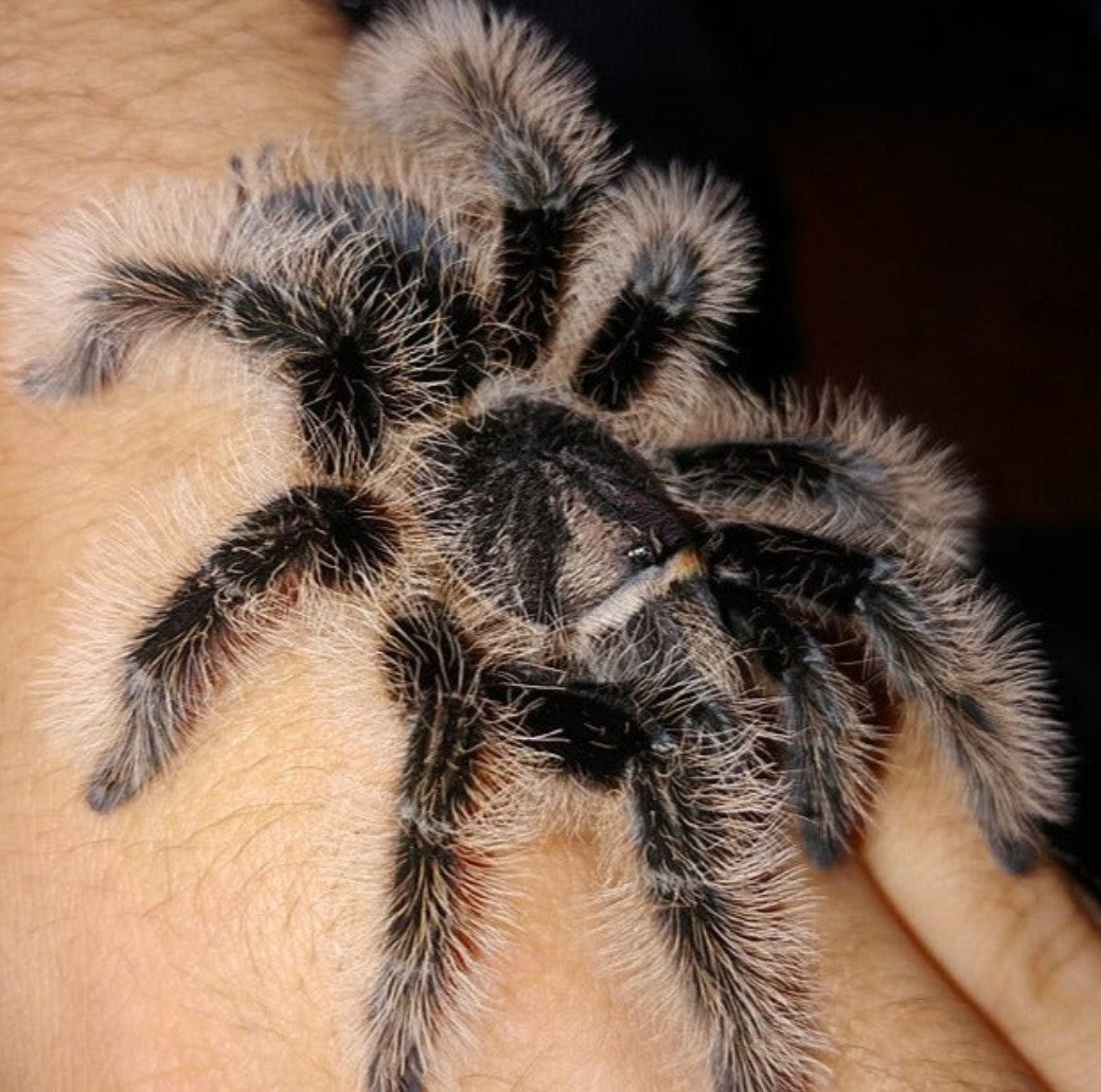 Tliltocatl albopilosus – Curly Hair Tarantula | Perfect Beginner Species | Live Arrival Guarantee