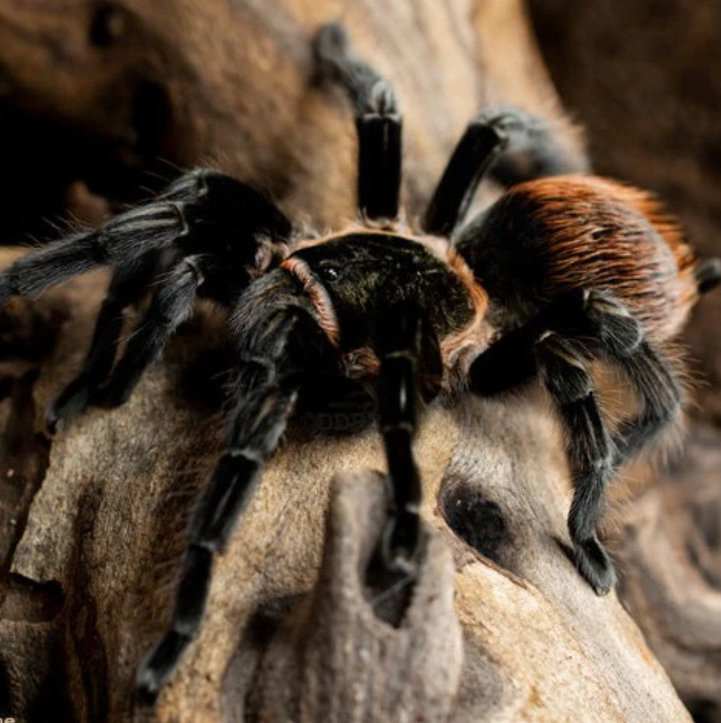 Tliltocatl vagans - Mexican Red Rump Tarantula for Sale