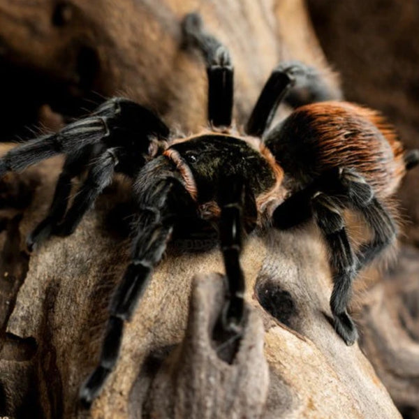 洋楽 Tarantula Tliltocatl vagans - Mexican Red Rump Tarantula for Sale