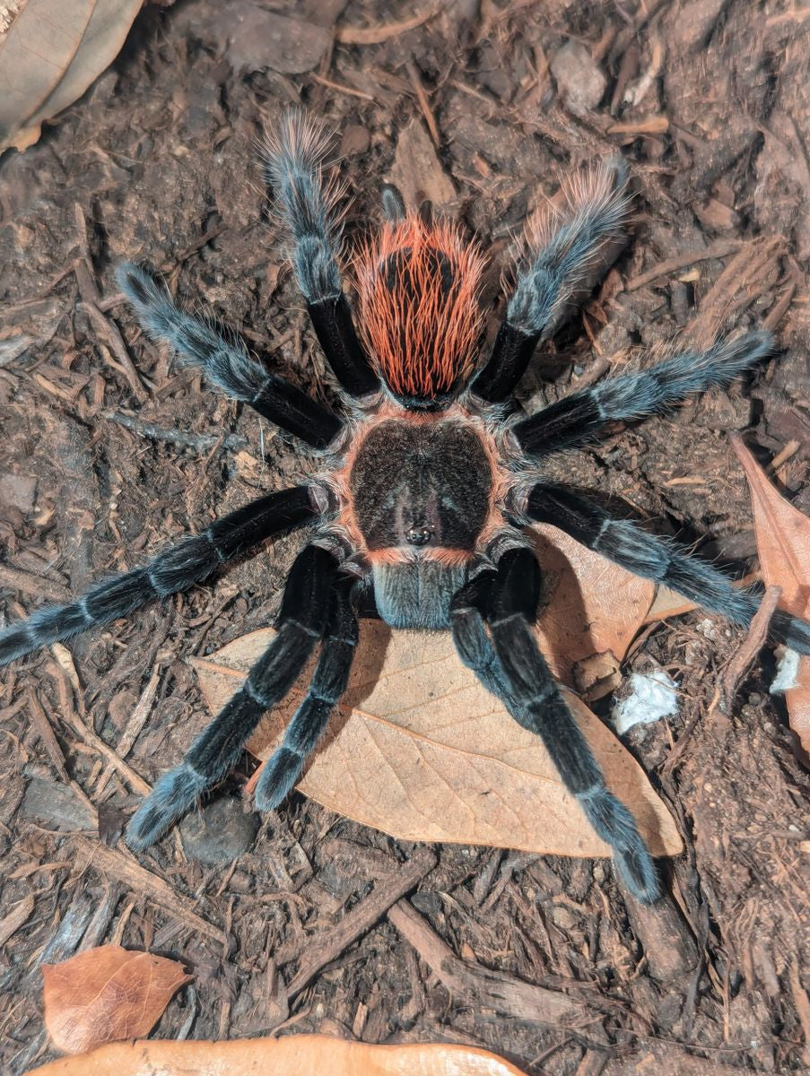 Tliltocatl vagans - Mexican Red Rump Tarantula for Sale