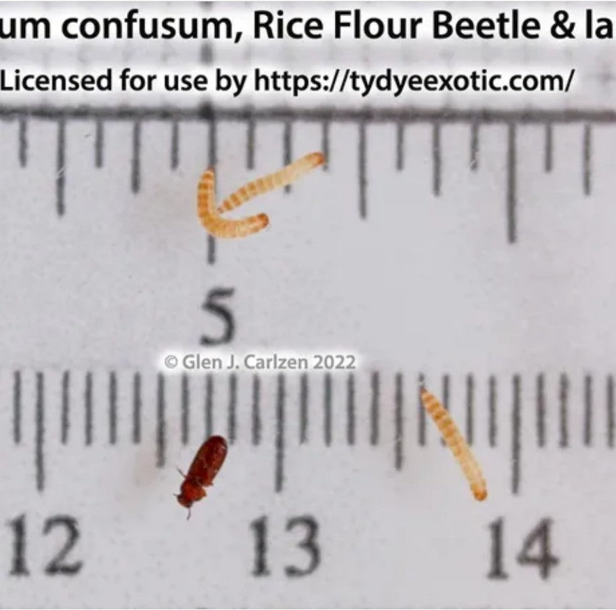Tribolium confusum - Rice Flour Beetle Culture for Sale | Live Arrival Guarantee