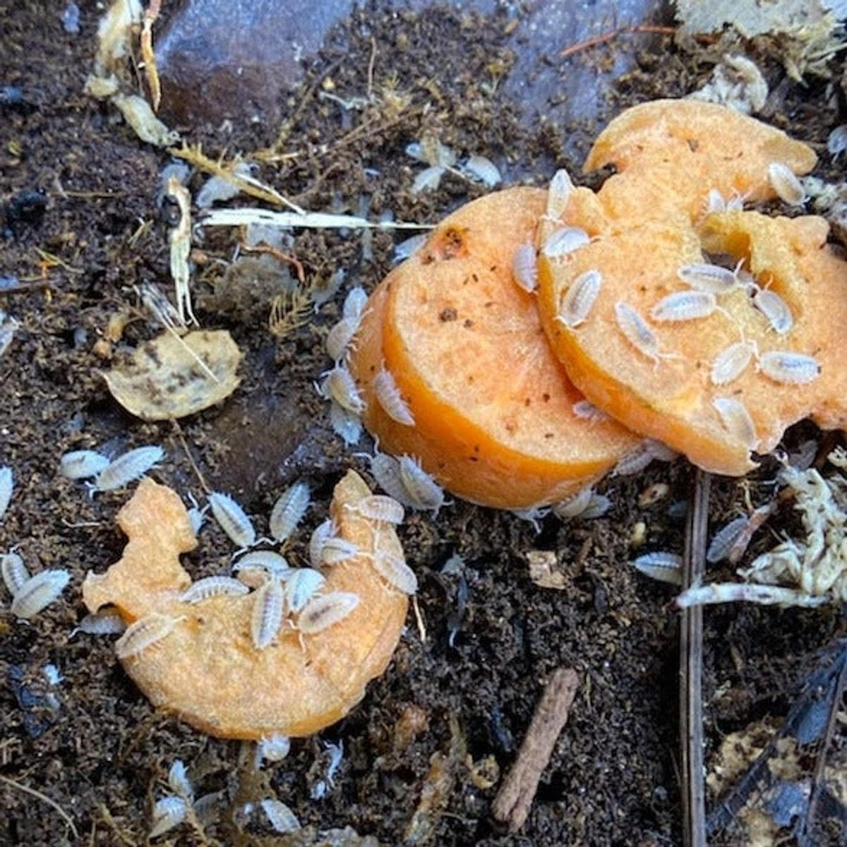 Trichorhina tomentosa – Dwarf White Isopod | OG Clean-Up Crew & Dart Frog Feeder | Live Arrival Guarantee