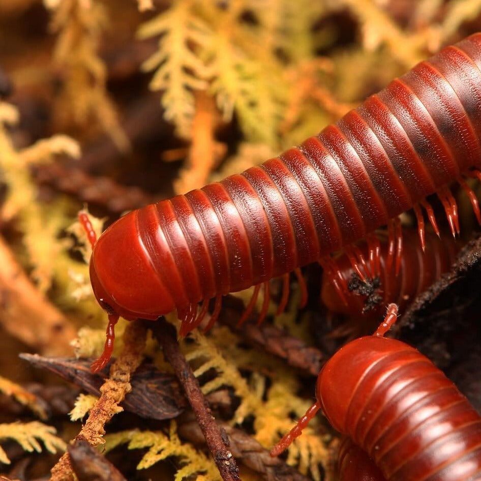 Trigoniulus coralinus – Scarlet Millipede | Vivid Red Tropical Millipede | Live Arrival Guarantee