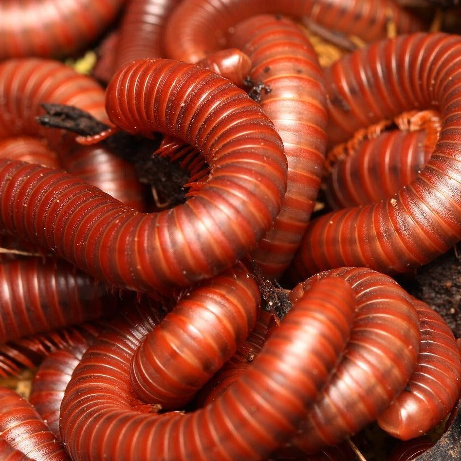 Trigoniulus coralinus – Scarlet Millipede | Vivid Red Tropical Millipede | Live Arrival Guarantee