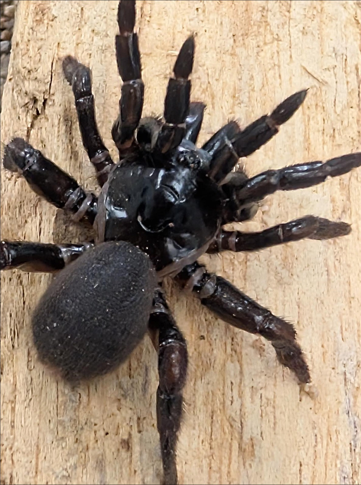 Ummidia timcotai – Saddle-Legged Trapdoor Spider | Live Arrival Guarantee