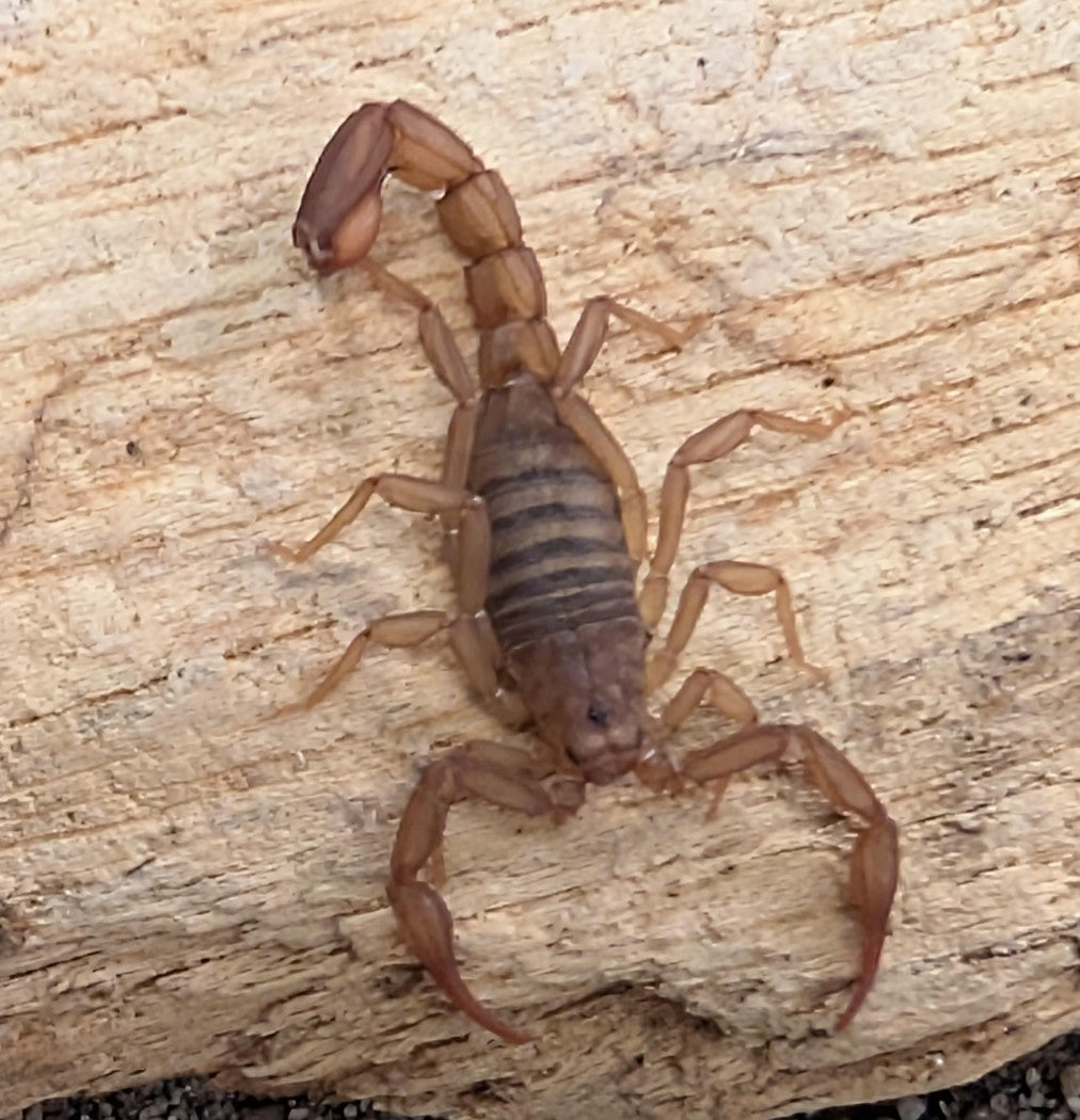 Vaejovis deboerae – Debora's Forest Scorpion | Live Arrival Guarantee