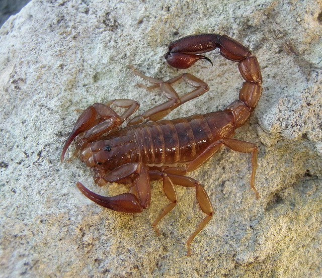 Vaejovis intermedius – Trans-Pecos Rock Scorpion | Live Arrival Guarantee
