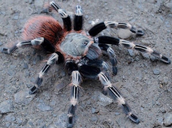 Vitalius chromatus – Brazilian Red & White Tarantula | Candy Cane Beauty | Live Arrival Guarantee