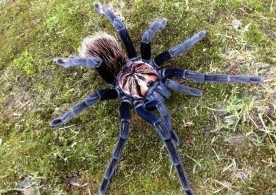 Xenesthis sp Blue – Colombian Lesser Blue Tarantula | Powder Blue & Orange Giant | Live Arrival Guarantee