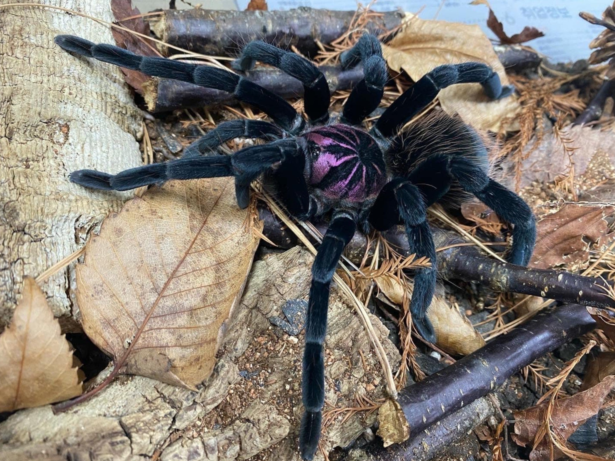 Xenesthis sp Megascopula – Massive Fluffy Birdeater Tarantula | Ultimate Plush Giant | Live Arrival Guarantee