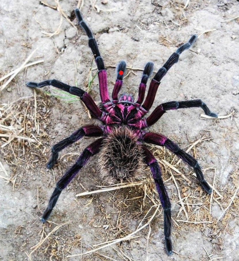 Xenesthis sp Tenebris – Black Beauty Birdeater Tarantula | Midnight Velvet Giant | Live Arrival Guarantee