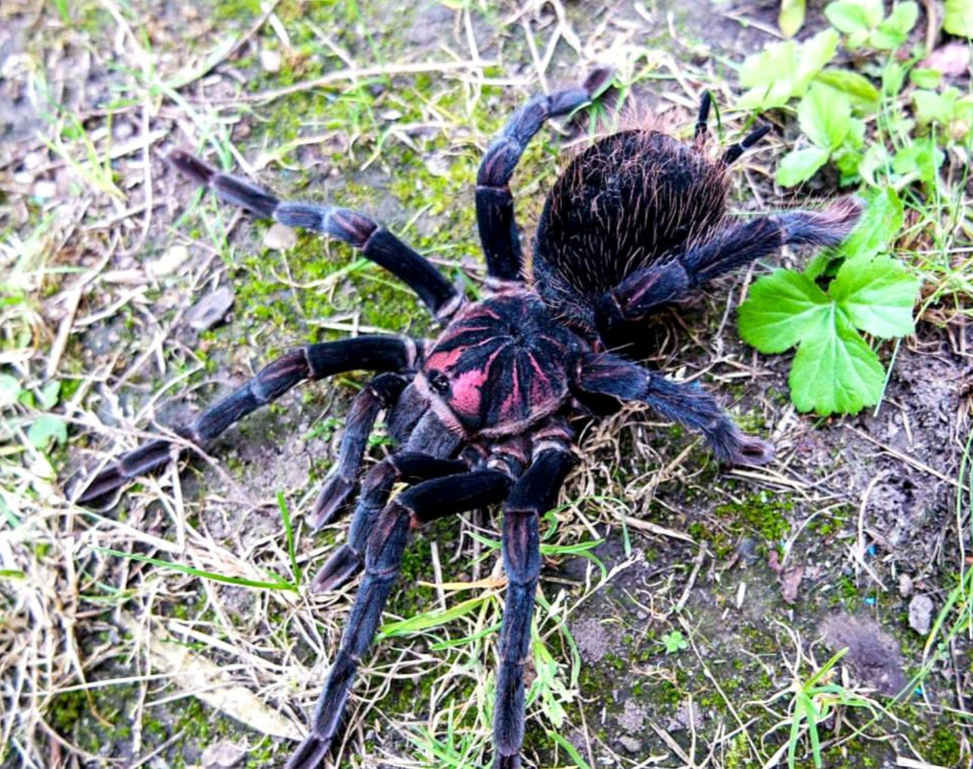 Xenesthis sp White – Colombian Lesser White Tarantula | Black & Pink Giant | Live Arrival Guarantee
