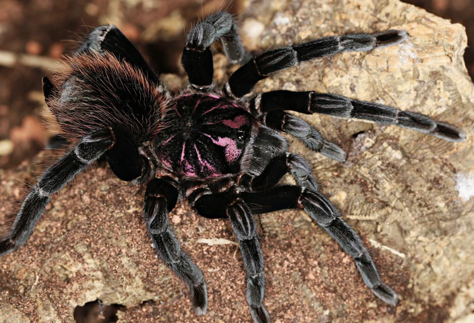 Xenesthis intermedia – Amazon Blue Bloom Tarantula | Rare Birdeater Species | Live Arrival Guarantee