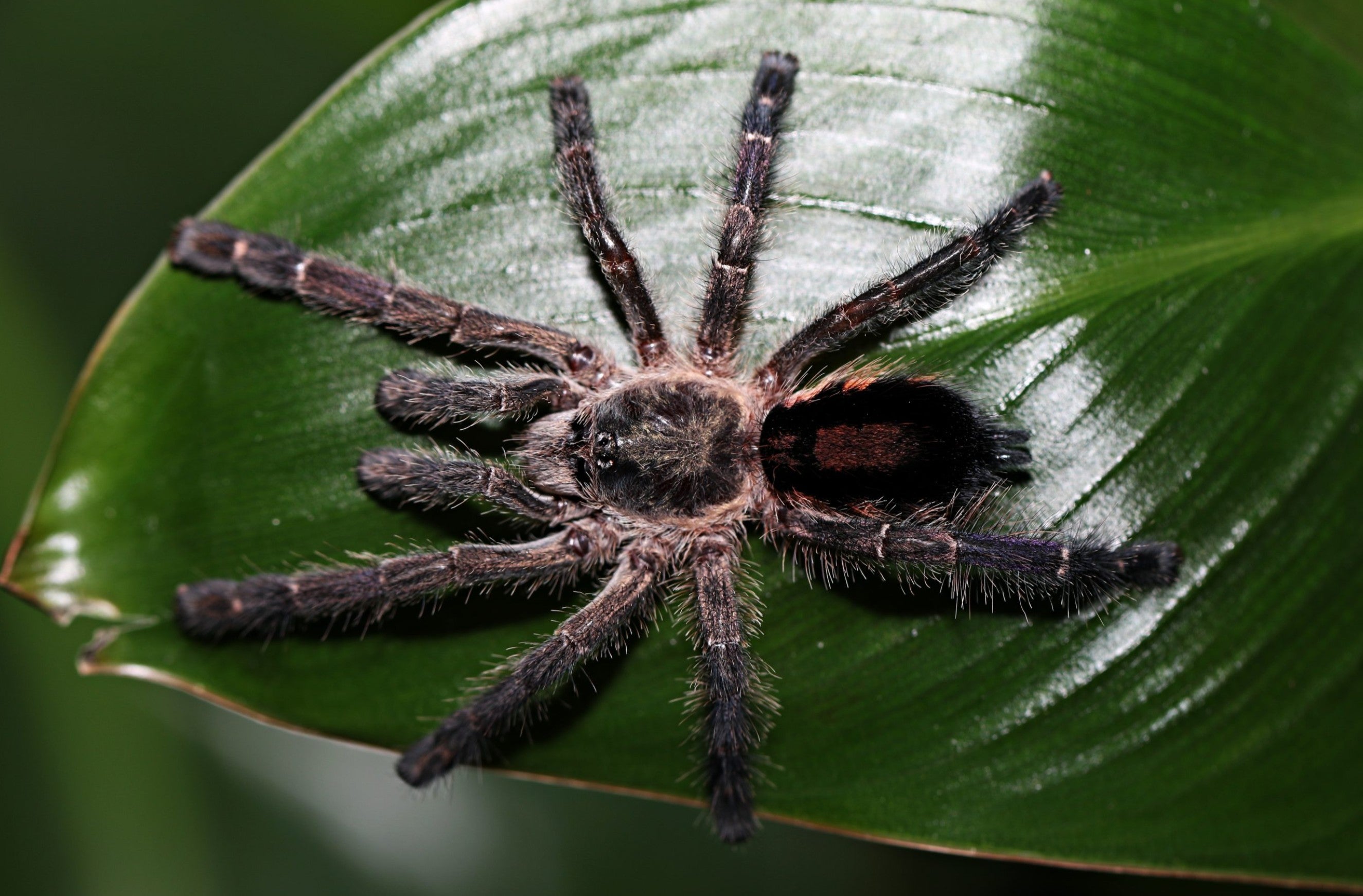 Ybyrapora gamba – Purple Diamond Pink Toe Tarantula | Rare Arboreal Gem | Live Arrival Guarantee